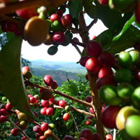 Café de altura